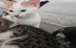 Mixed Breed cats for sale: 3 beautiful playful kittens ready for rehome - Image 16