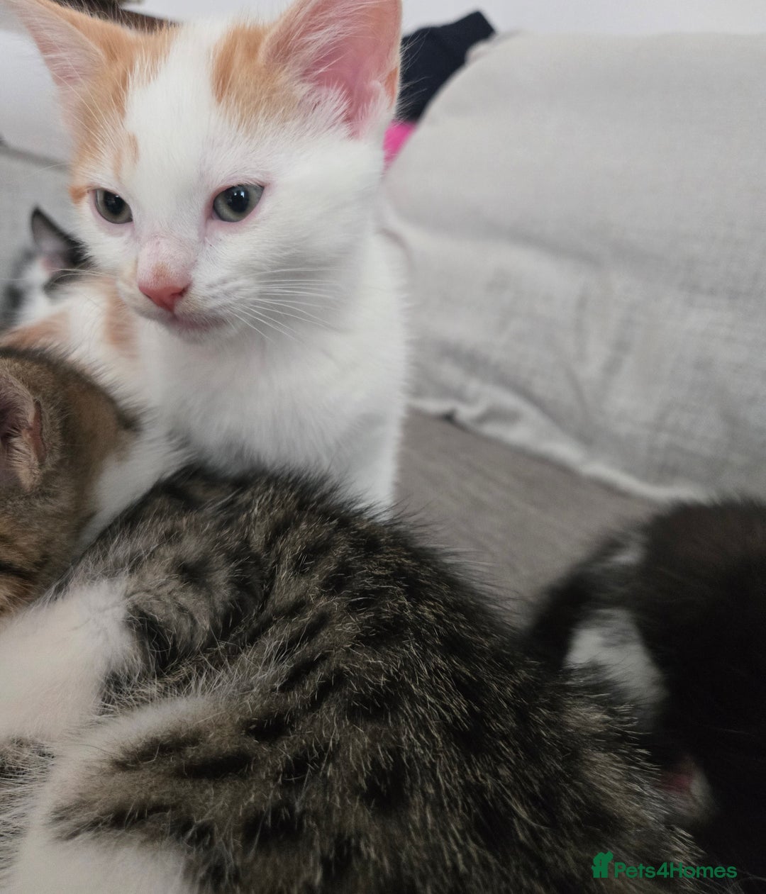 Mixed Breed cats for sale: 3 beautiful playful kittens ready for rehome - Image 16