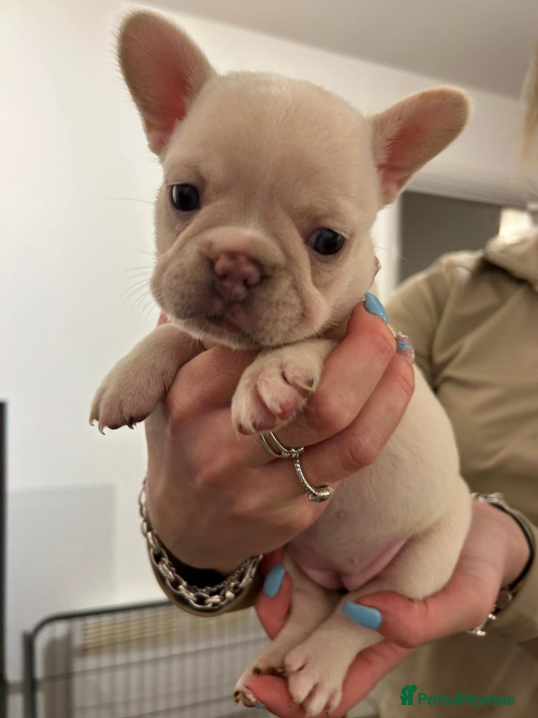 French Bulldog dogs for sale: French bulldog pups! - Image 6