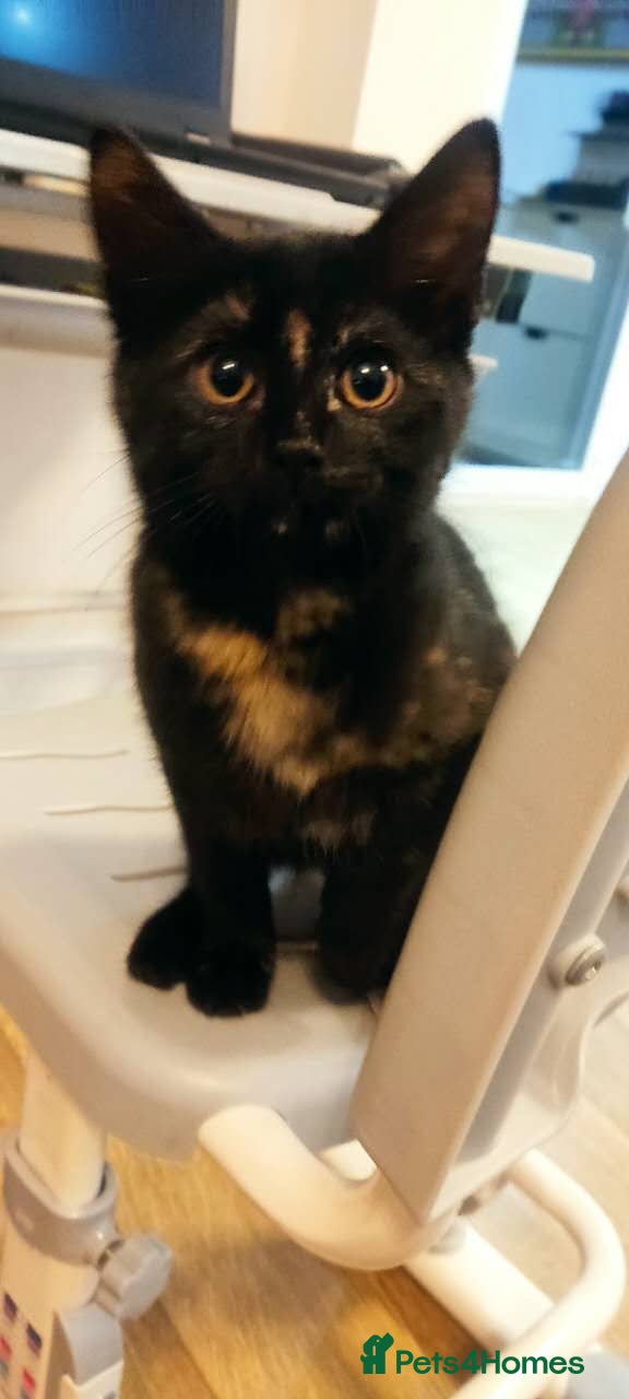 British Shorthair cats Adorable Black Tortoiseshell Kitten for Sale  - Advert 1