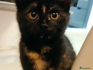 British Shorthair cats Adorable Black Tortoiseshell Kitten for Sale - Advert 1
