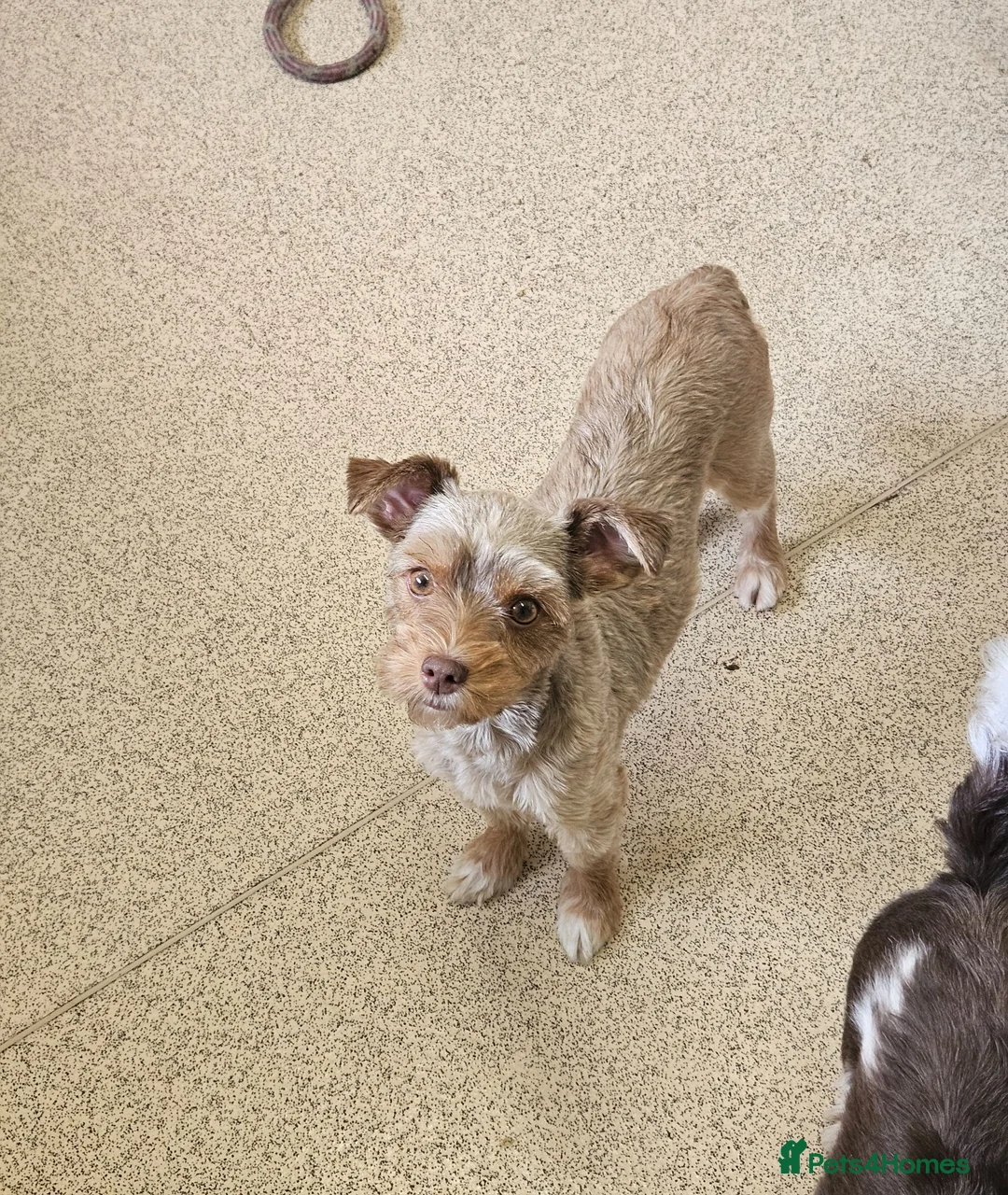 Yorkshire Terrier dogs for sale: 🤎🧡 Chocolate and Red colour female available  - Advert 2