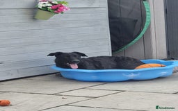 Mixed Breed dogs for adoption: Rocco - Image 6