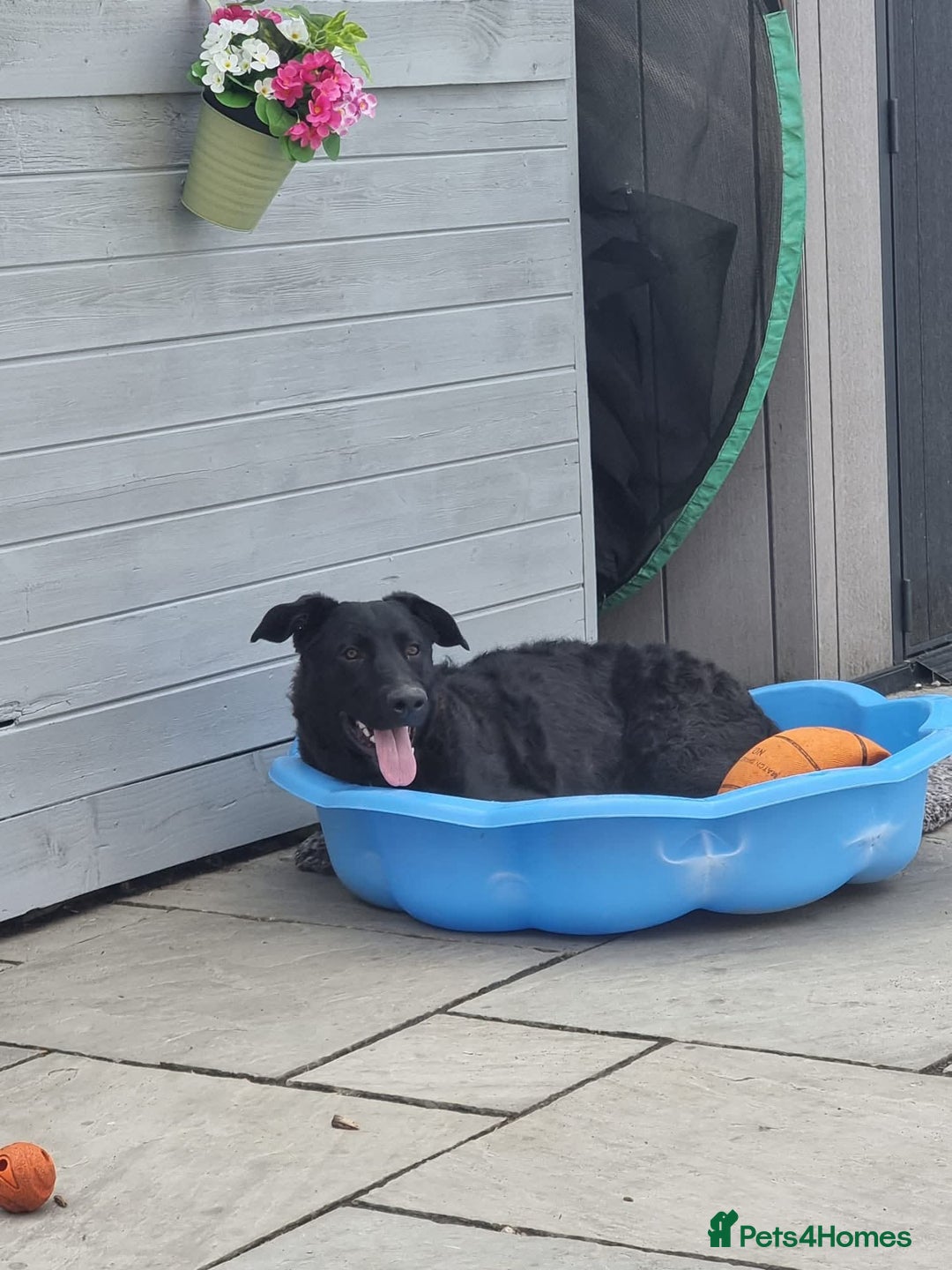 Mixed Breed dogs for adoption: Rocco - Image 6