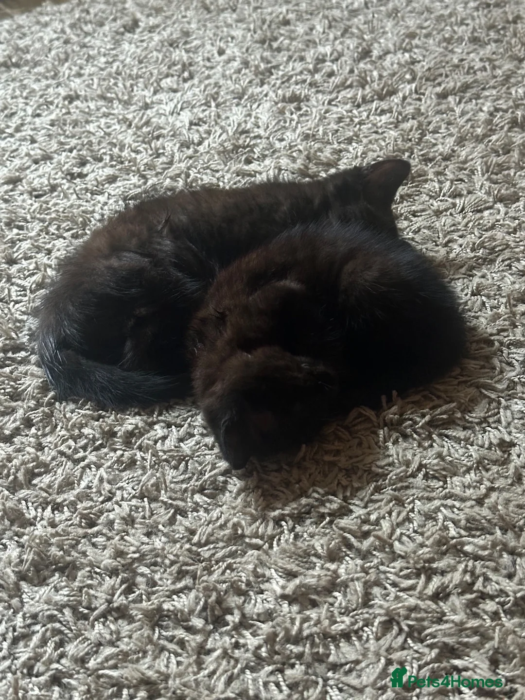 British Shorthair cats for sale: 3 black ghost tabby kittens - Advert 4