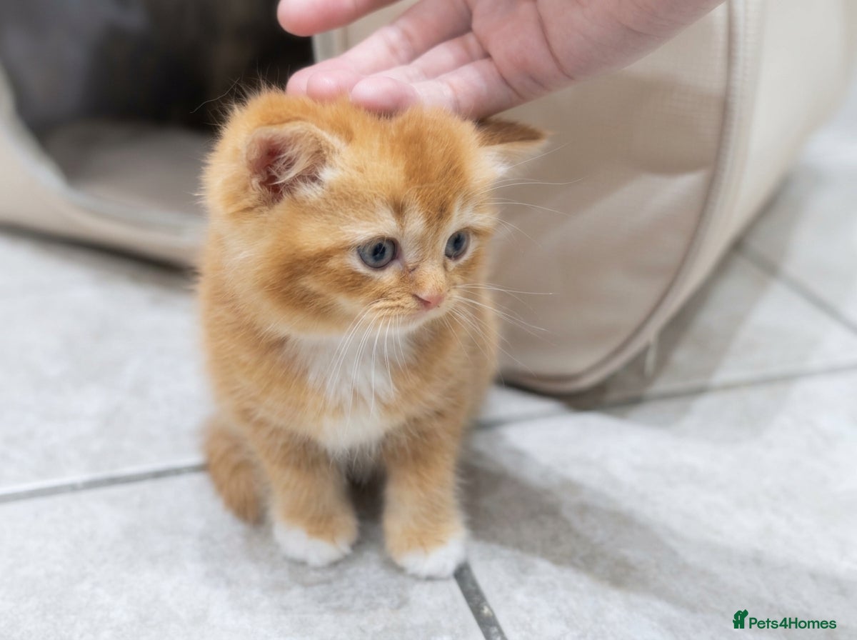 British Shorthair cats Adorable Kittens Ready For Reservation  - Advert 2