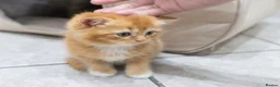 British Shorthair cats for sale: Adorable Kittens Ready For Reservation  in Leamington Spa - Advert 2