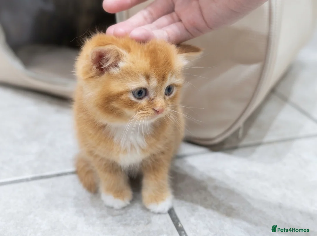 British Shorthair cats for sale: Adorable Kittens Ready For Reservation  in Leamington Spa - Advert 2