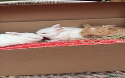 Mini Lop rabbits for sale: Mini Lop Male Twins Ready Now - Image 3