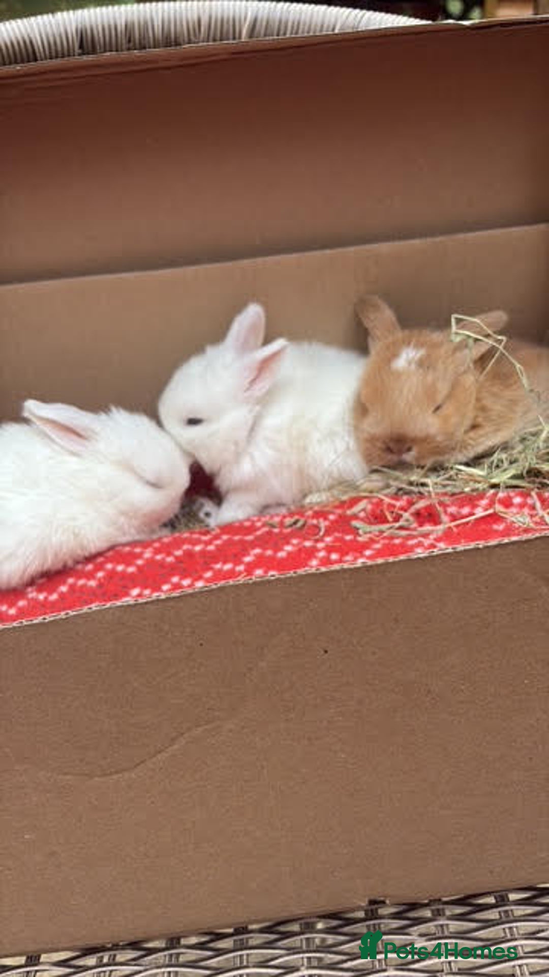 Mini Lop rabbits for sale: Mini Lop Male Twins Ready Now - Image 3