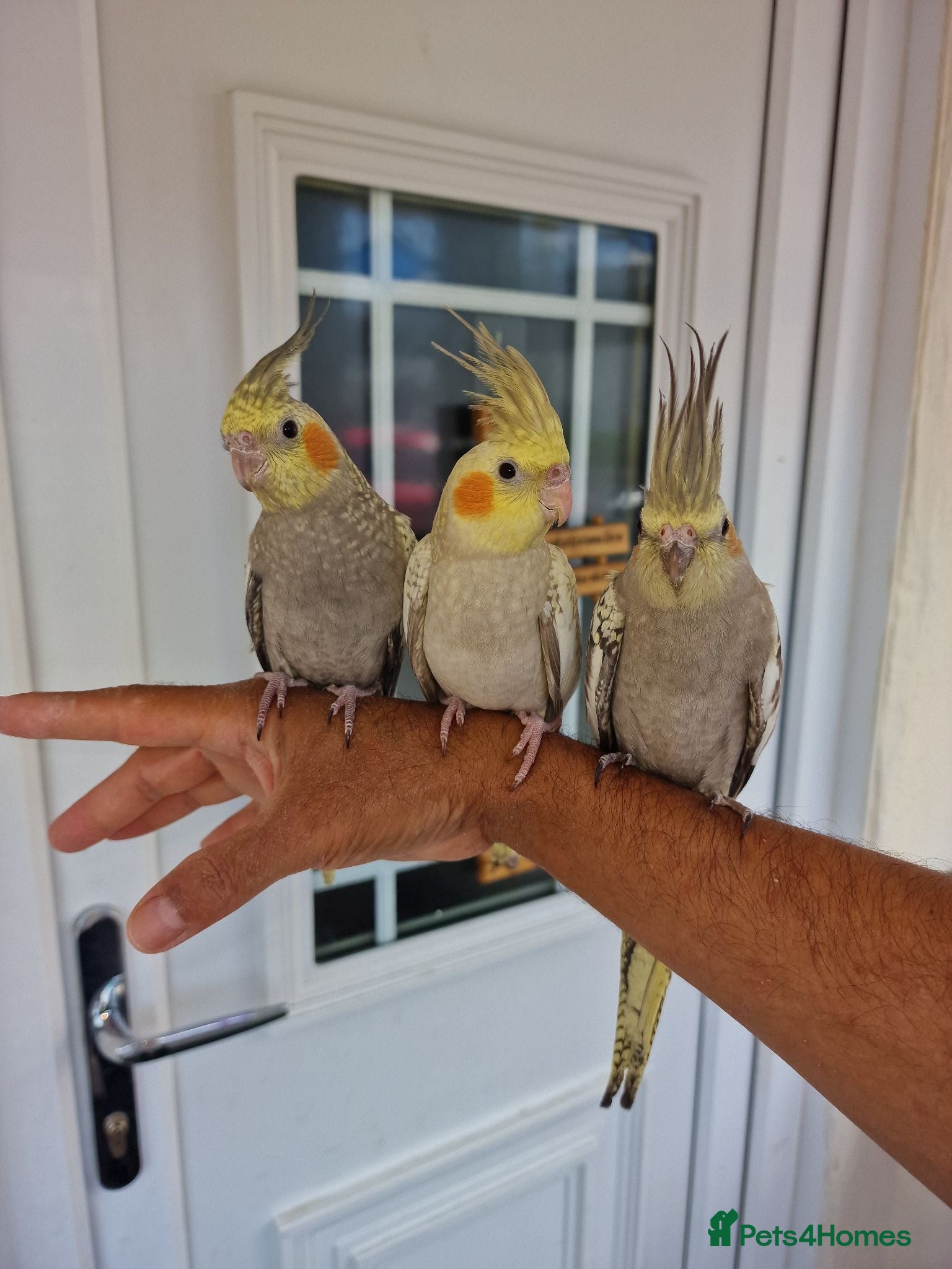 Cockatiels birds Super hand tamed baby cockatiels  - Advert 1