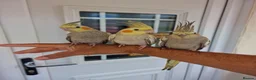 Cockatiels birds for sale: Super hand tamed baby cockatiels  - Advert 1