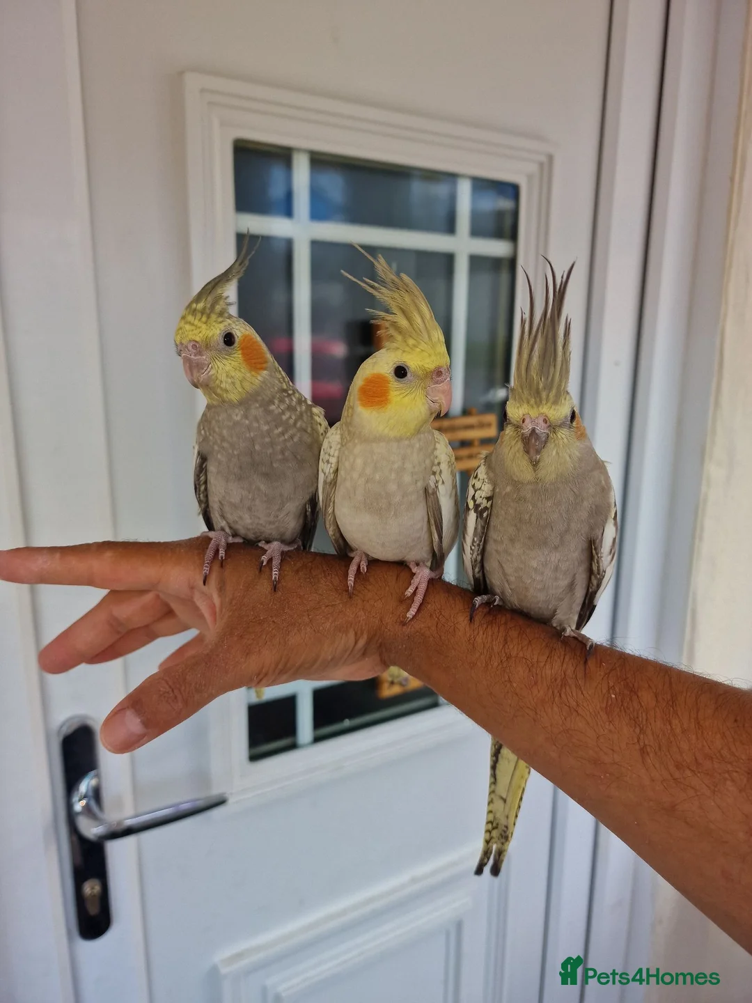 Cockatiels birds for sale: Super hand tamed baby cockatiels  - Advert 1