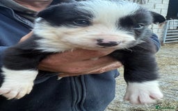 Border Collie dogs for sale: Border collie pups  - Image 7