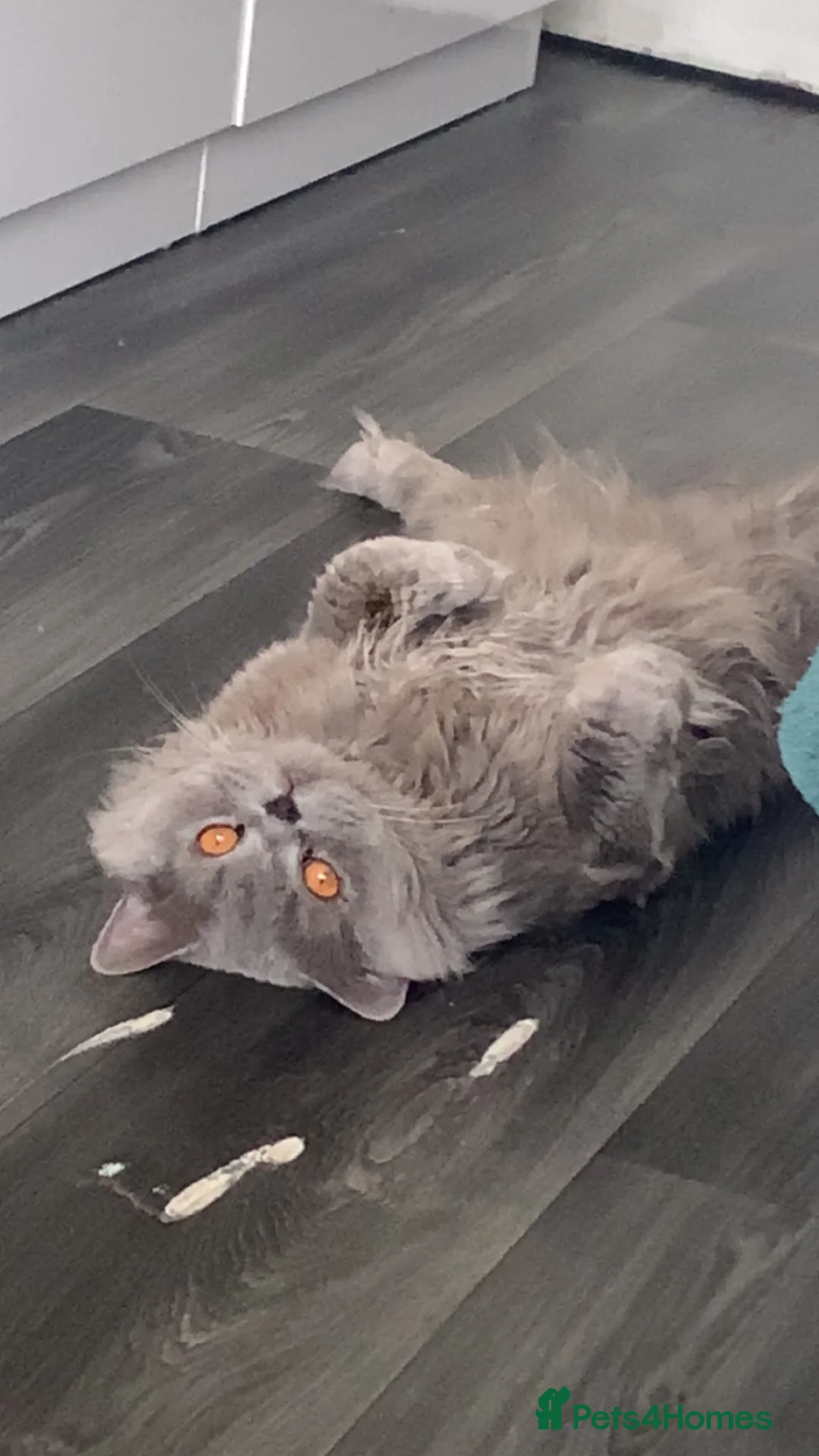 British Longhair cats for sale: British longhair cat in Birmingham - Advert 4