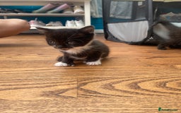 British Shorthair cats for sale: Kitten - Image 2