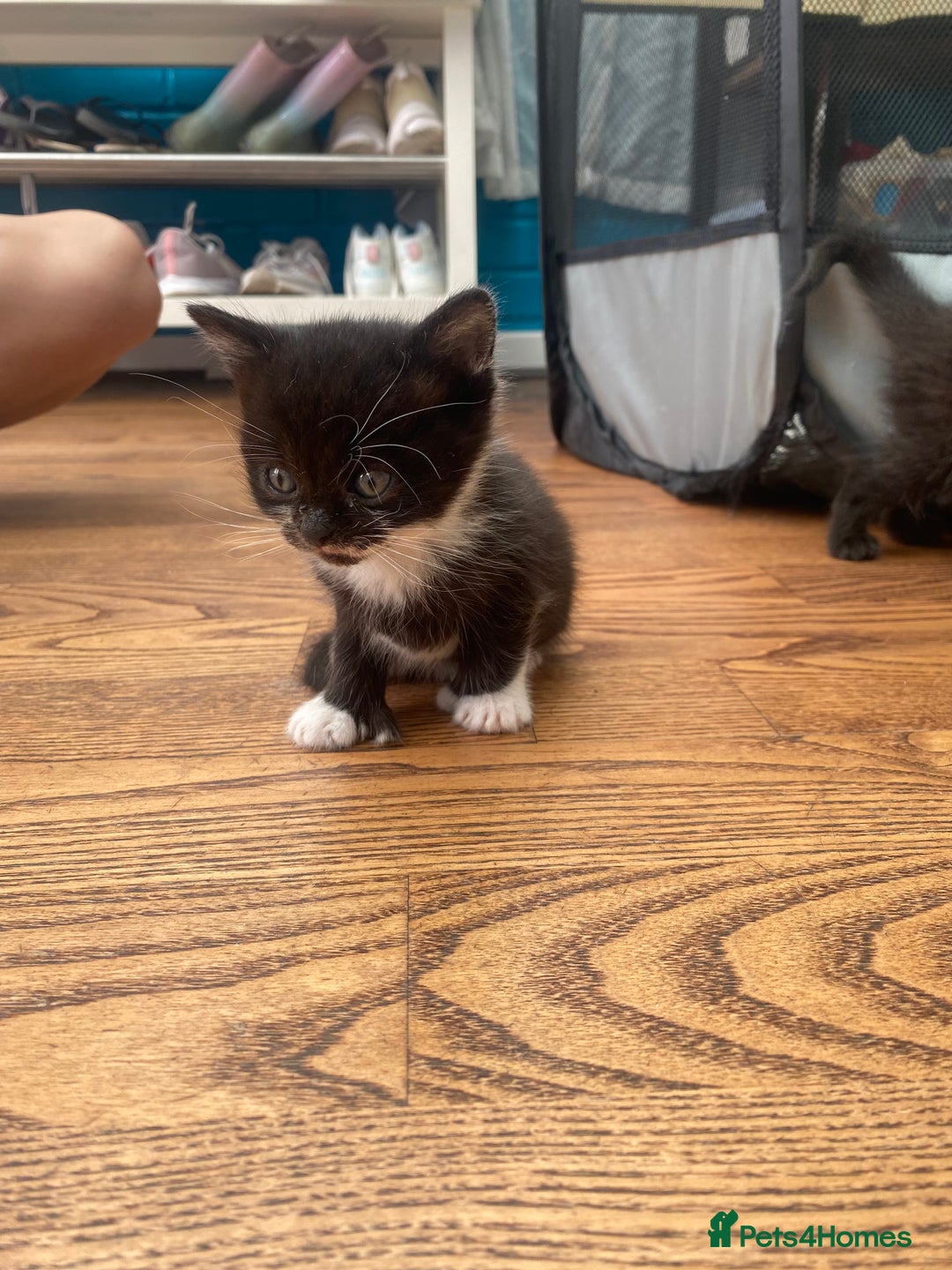 British Shorthair cats for sale: Kitten - Image 2