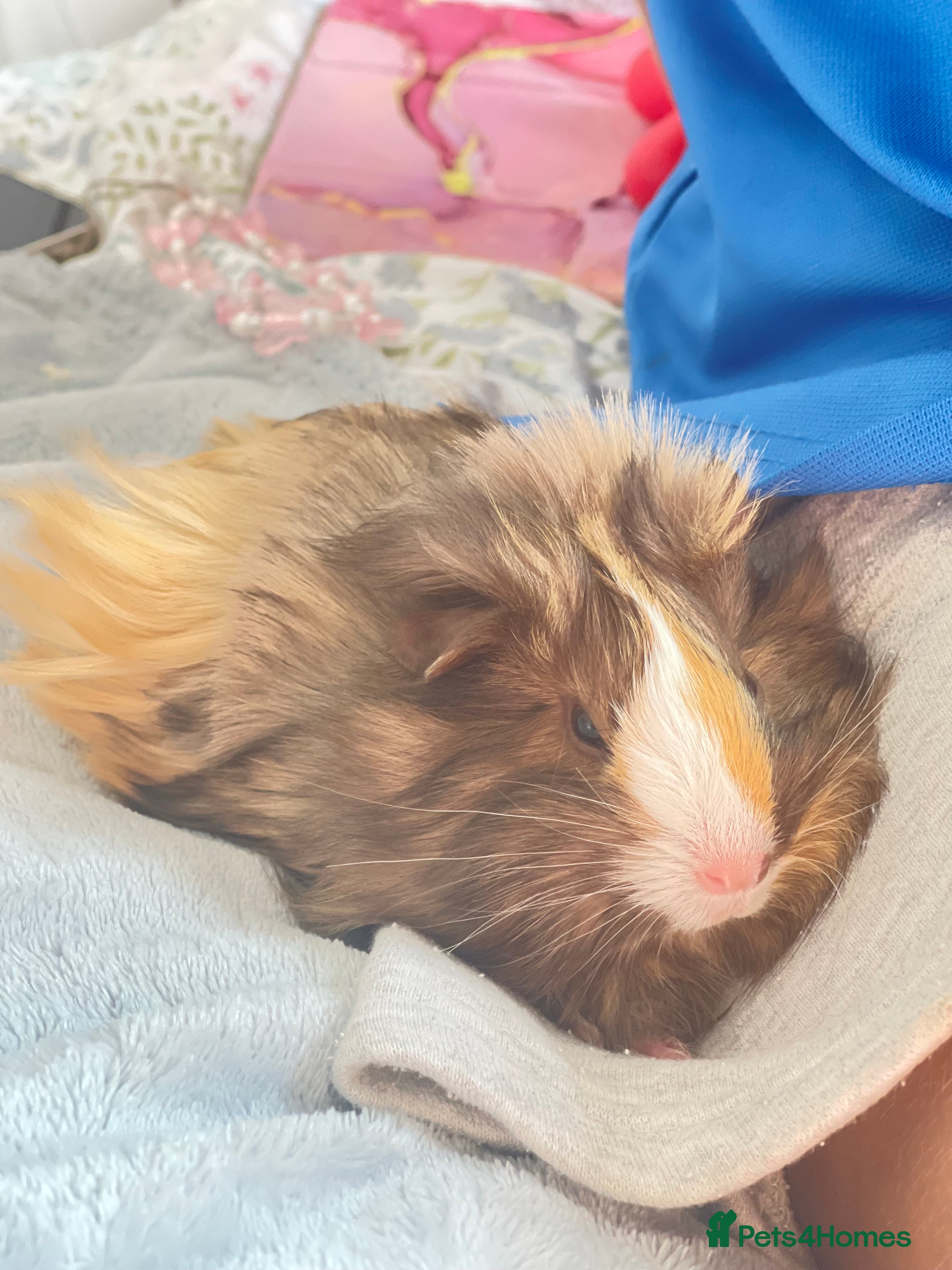 Guinea Pig rodents Two sweet female guinea pigs - Advert 1