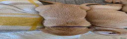 Labrador Retriever dogs for sale: Lab puppies B&G in Great Yarmouth - Advert 14
