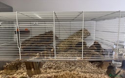 Gerbil rodents for sale: male gerbil and cage - Image 3