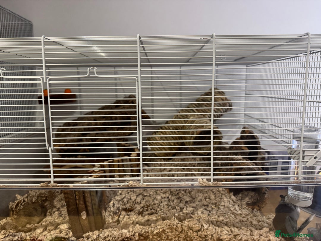 Gerbil rodents for sale: male gerbil and cage - Image 3