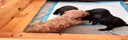Cockapoo dogs for sale: Beautiful Cockapoo* Toy Poodle Puppies  - Advert 10