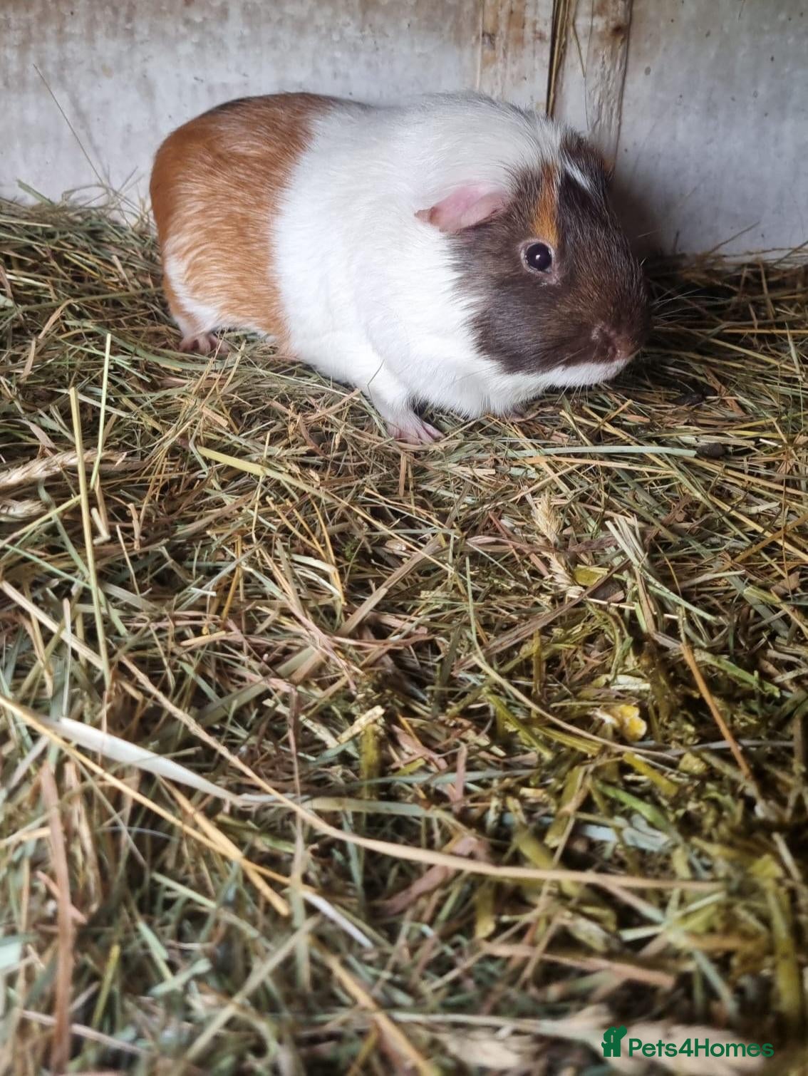 Guinea Pig rodents Bonded pair of male guineapigs  - Advert 1