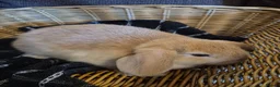Mini Lion Lop rabbits for sale: READY THIS WEEKEND! Mini Lion Lop Baby Rabbits! - Advert 15