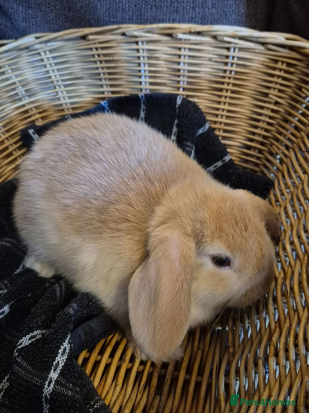 Mini Lion Lop rabbits for sale: READY THIS WEEKEND! Mini Lion Lop Baby Rabbits! - Advert 15