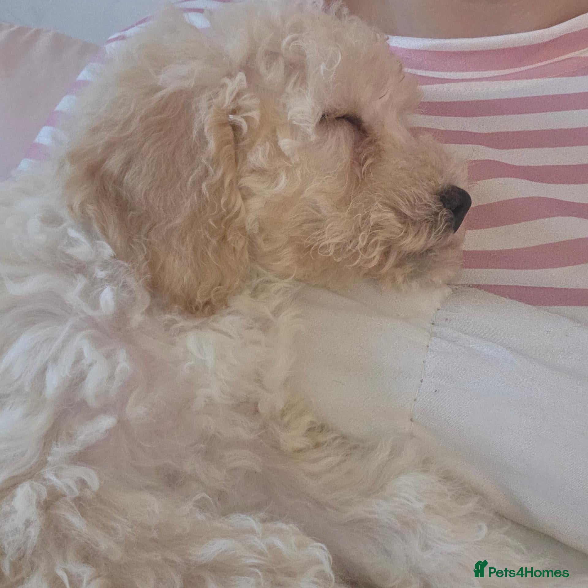 Mixed Breed dogs 1 Pup Left. Beautiful cavachon x cockapoo puppies - Advert 3