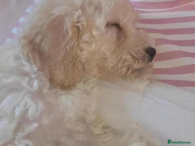 Mixed Breed dogs 1 girl Left. Beautiful cavachon x cockapoo - Advert 2