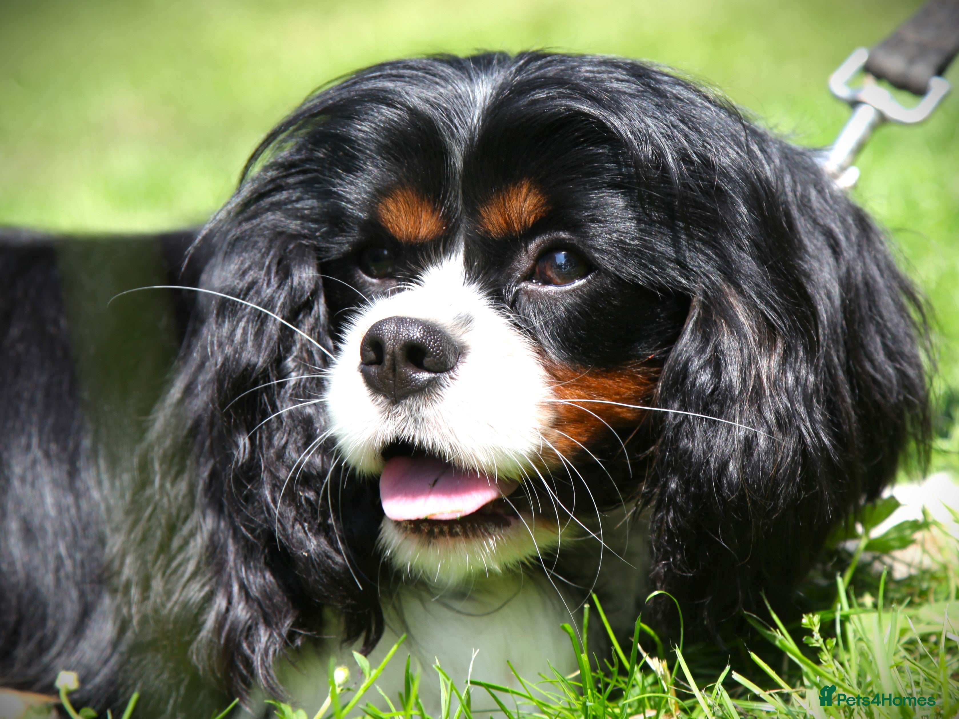 Cavalier King Charles Spaniel dogs Prince 👑 - Professional Stud Service  - Advert 8