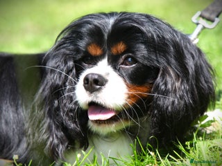 Cavalier King Charles Spaniel dogs - Advert 1