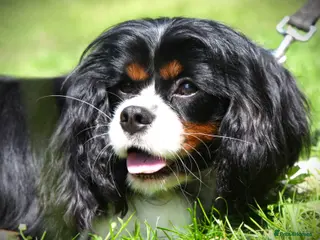 Cavalier King Charles Spaniel dogs Prince 👑 - Professional Stud Service - Advert 5
