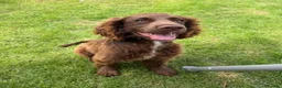 Mixed Breed dogs for sale: Chocolate Sprocker Spaniel in Pembroke Dock - Advert 2