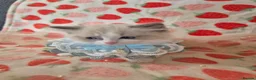 Ragdoll cats for sale: ✨ Stunning Ragdoll Kittens-Blue/Bi-Colour ✨ - Advert 4