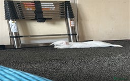Lionhead rabbits for sale: Albino Rabbit and hutch - Image 2