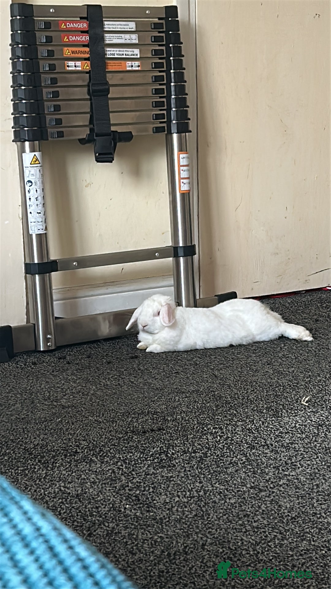Lionhead rabbits for sale: Albino Rabbit and hutch - Image 2
