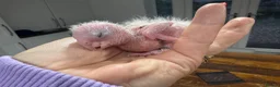 Parrots birds for sale: Hand Reared Yellow Thighed Caiques - Advert 3
