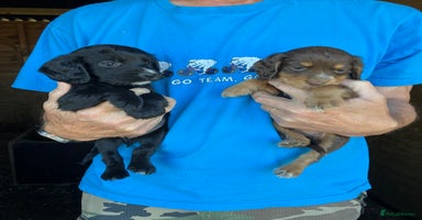 Cocker Spaniel dogs - Advert 15