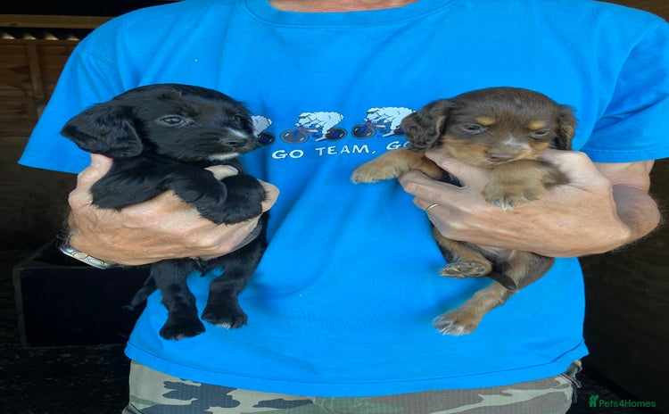 Cocker Spaniel dogs - Advert 7