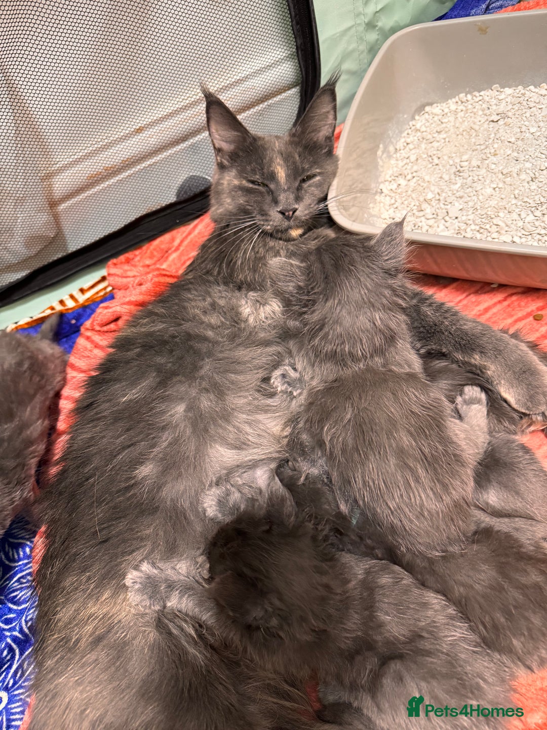 Maine Coon cats for sale: Purebred Blue Maincoon Kittens  - Image 6