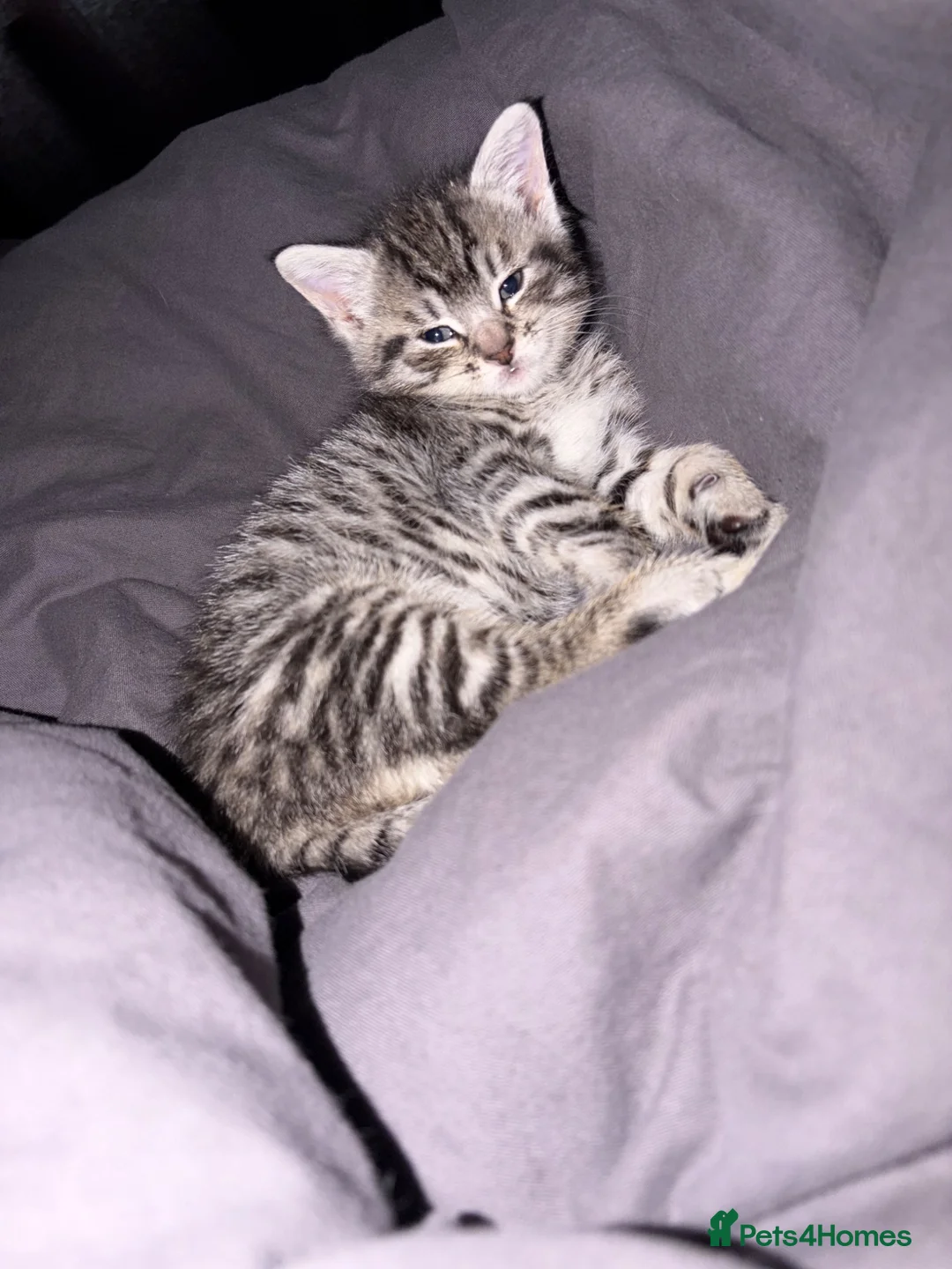 Mixed Breed cats for sale: Beautiful grey girl - Advert 4