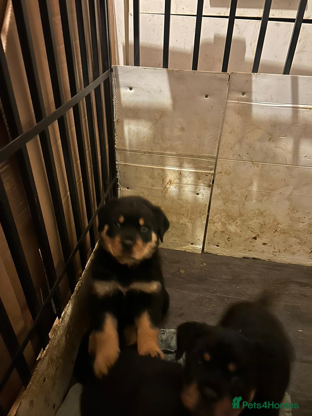 Rottweiler dogs for sale: Big and chunky kc Rottweiler puppy’s for sale  - Advert 7