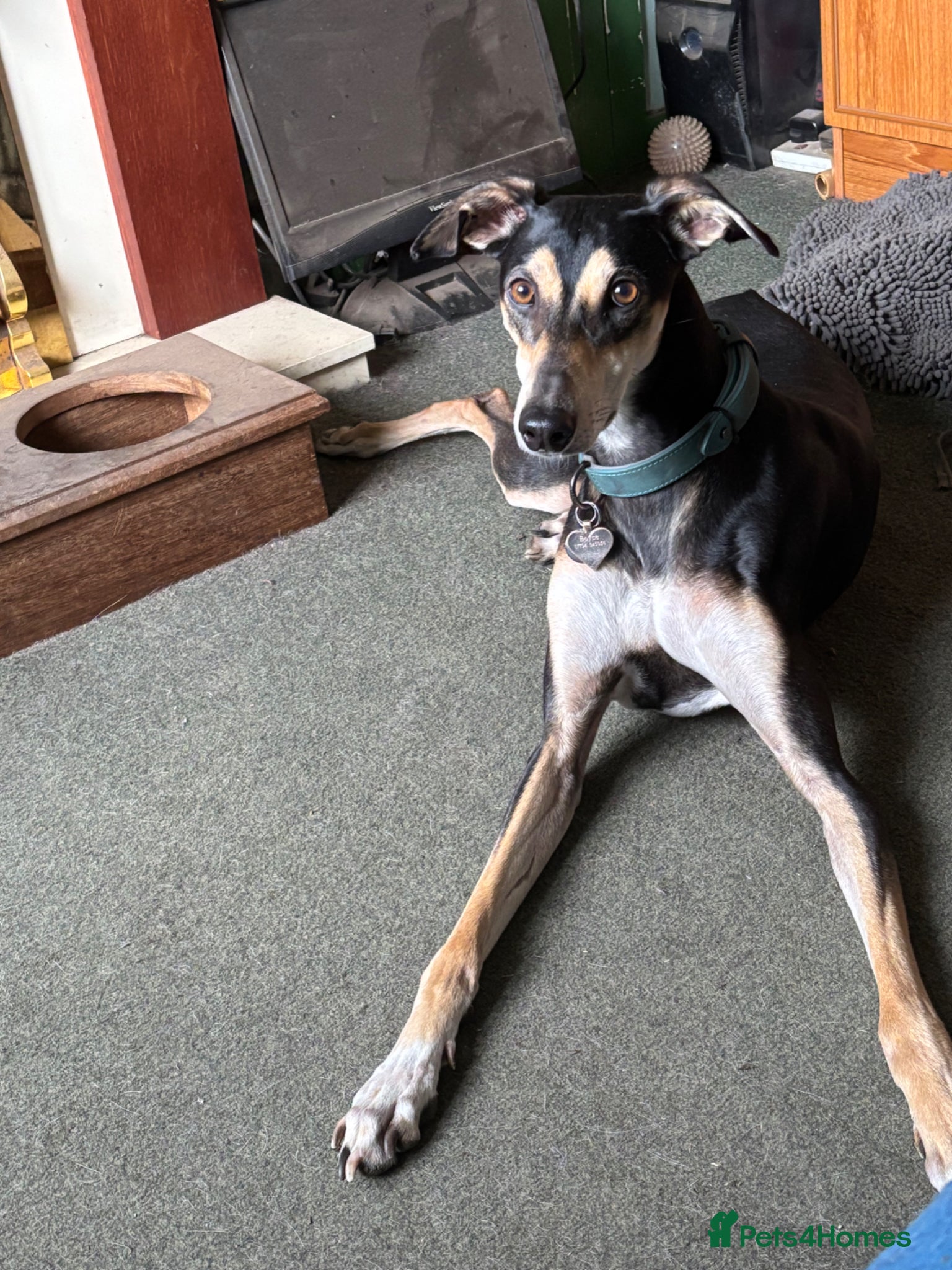 Mixed Breed dogs Chance urgently needs a home - Advert 1