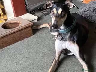 Mixed Breed dogs Chance urgently needs a home - Advert 1