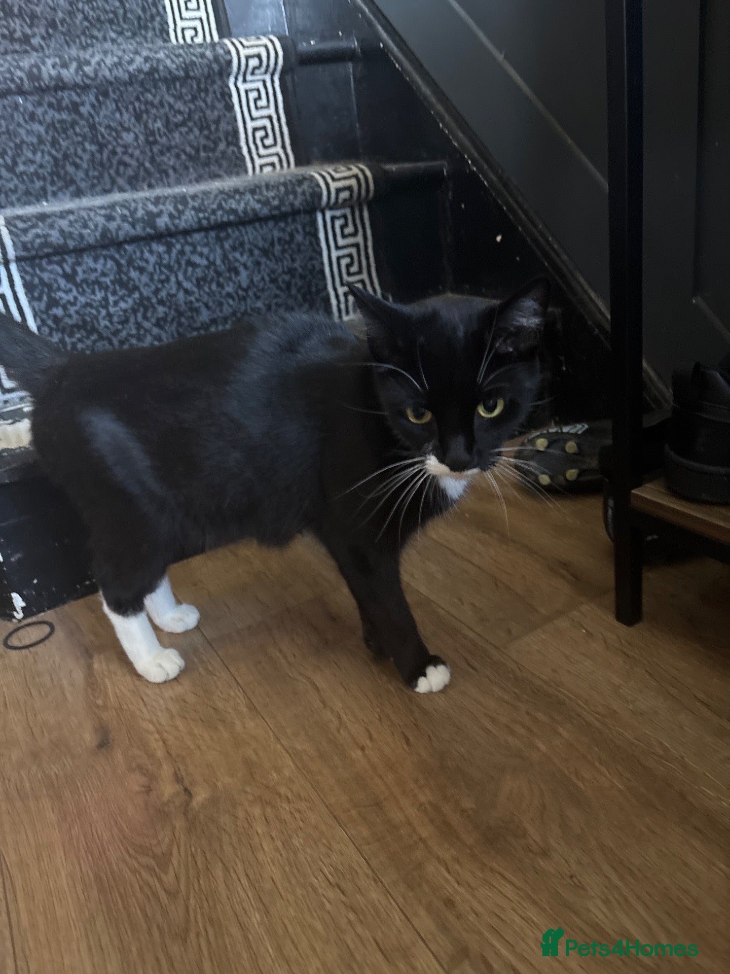 Mixed Breed cats Kittens  - Advert 1