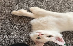 Maine Coon cats for sale: ✨ White Polydactyl Maine Coon Boy – Ready Now! ✨ - Image 1