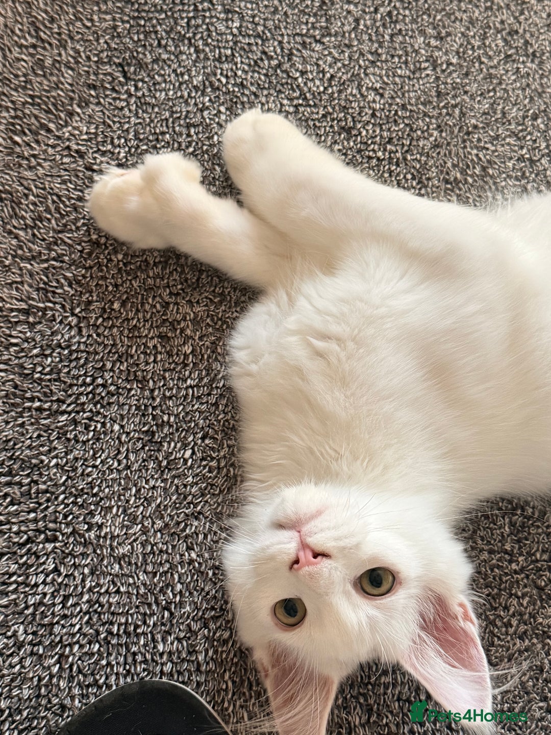 Maine Coon cats for sale: ✨ White Polydactyl Maine Coon Boy – Ready Now! ✨ - Image 1