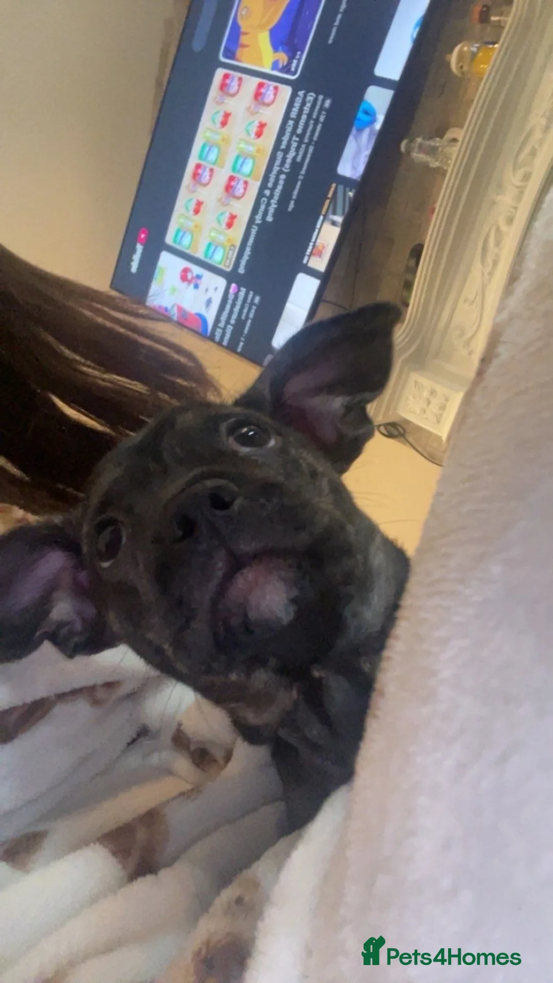 Mixed Breed dogs for sale: French x chiweenie in Newcastle upon Tyne - Advert 4